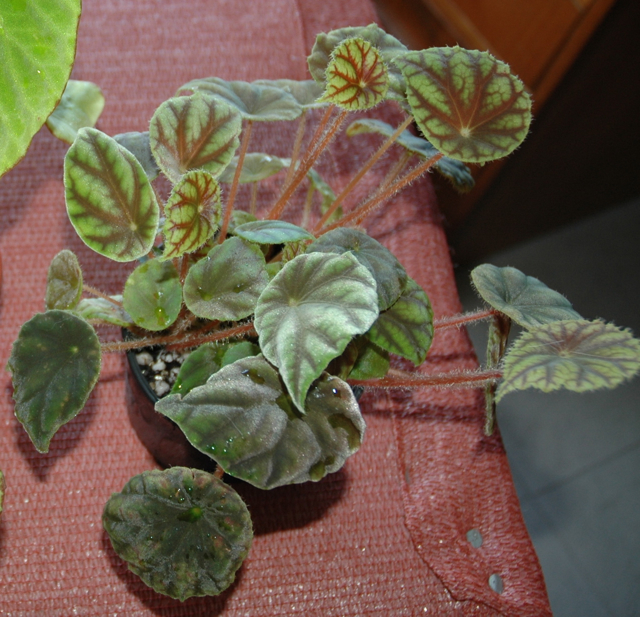 B. quadrialata ssp. nimbaensis